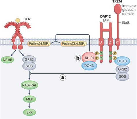 The biology of TREM receptors .